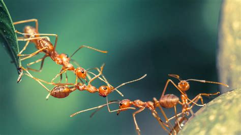 D­ü­n­y­a­ ­Ü­z­e­r­i­n­d­e­ ­K­a­ç­ ­K­a­r­ı­n­c­a­ ­Y­a­ş­a­d­ı­ğ­ı­ ­H­e­s­a­p­l­a­n­d­ı­:­ ­İ­n­s­a­n­l­a­r­d­a­n­ ­2­,­5­ ­M­i­l­y­o­n­ ­K­a­t­ ­F­a­z­l­a­!­